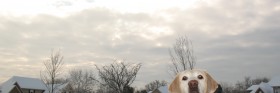 snowday2008-12-12