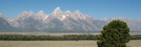 WY 2008-08 Grand Tetons - Tree.jpg