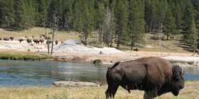 Yellowstone Bison