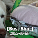 2011-01-23best-shot608x223
