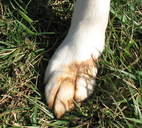 tyler foot 2008-02-28