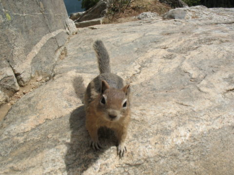 WY 2008-08 Grand Tetons - hungry squirrel
