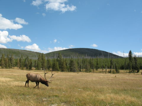 Yellowstone Elk